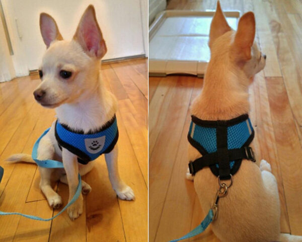 Arnés Mascotas con Correa Trailla L Colores (BL-816L) - Imagen 4