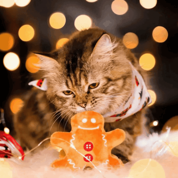 Play Juguete Gato Meowy Christmas (PY01925) - Imagen 2