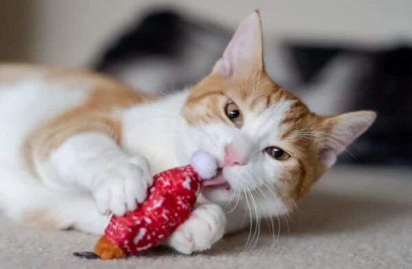 Play Juguete Gato Meowy Christmas (PY01925) - Imagen 4