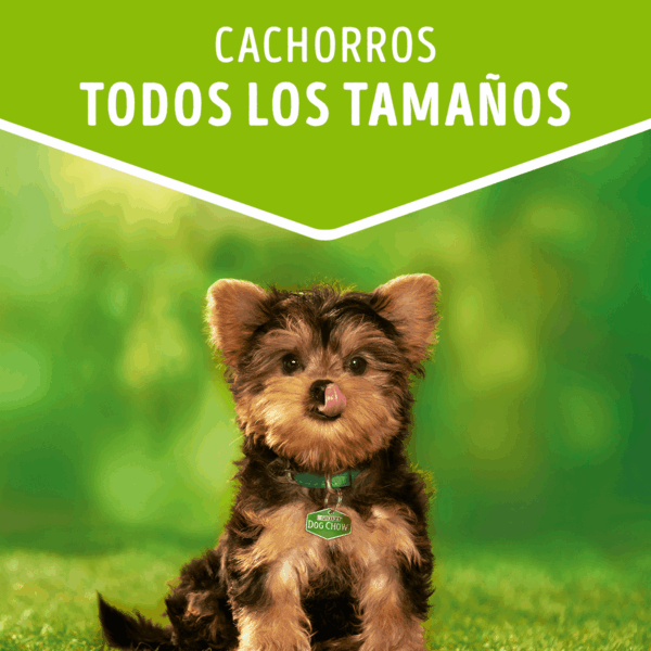 Sachet Dog Chow Cachorro Carne 20x100 GR (648) - Imagen 2