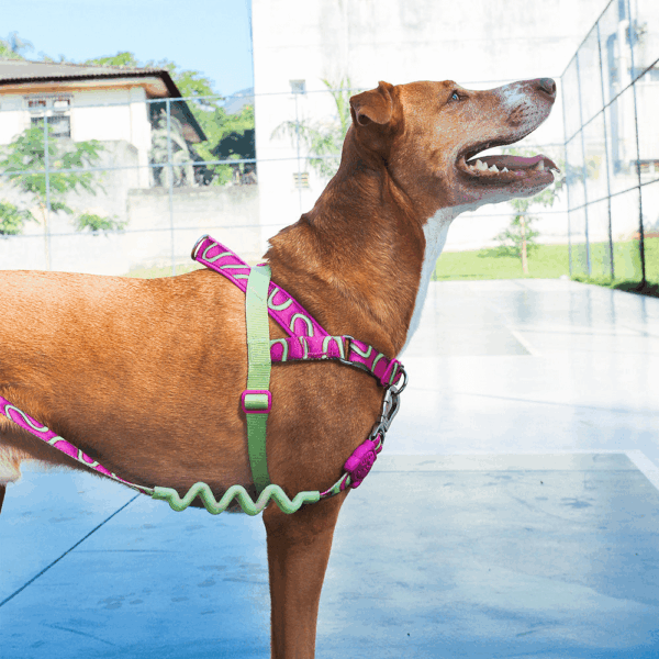 Correa Trailla ZeeDog H3D Jelly Ruff Leash Small Talla S (608024) - Imagen 3