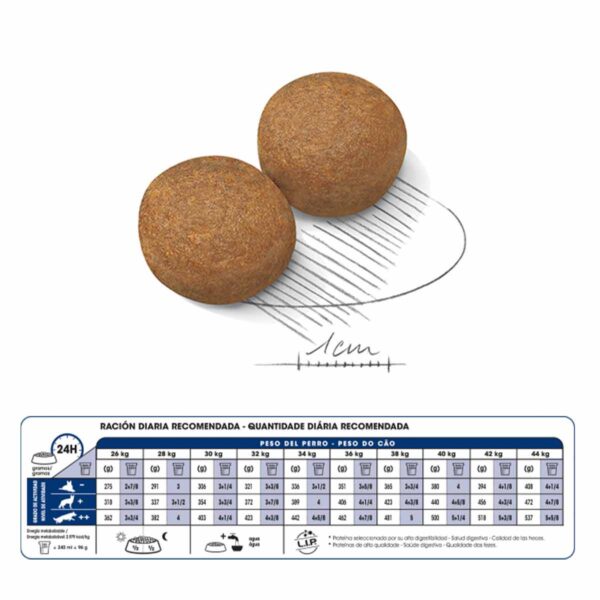 Royal Canin Maxi Adulto 10 KG - Imagen 3
